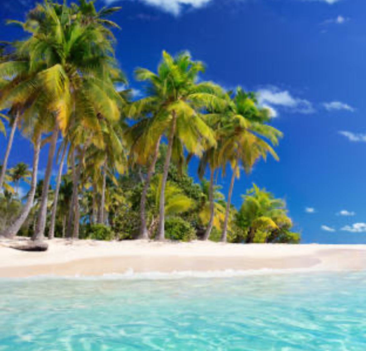 Sea Island Cotton Fragrance Oil 1oz